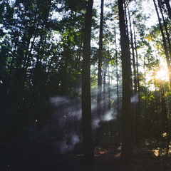 Smoke in the Forest